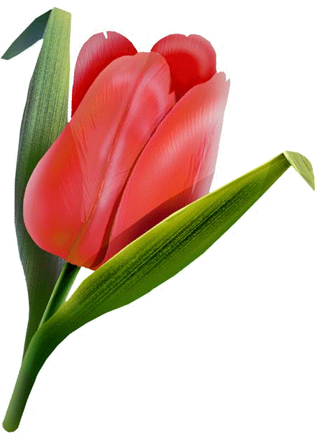 Red Tulip - - Red Tulip (453x640)
