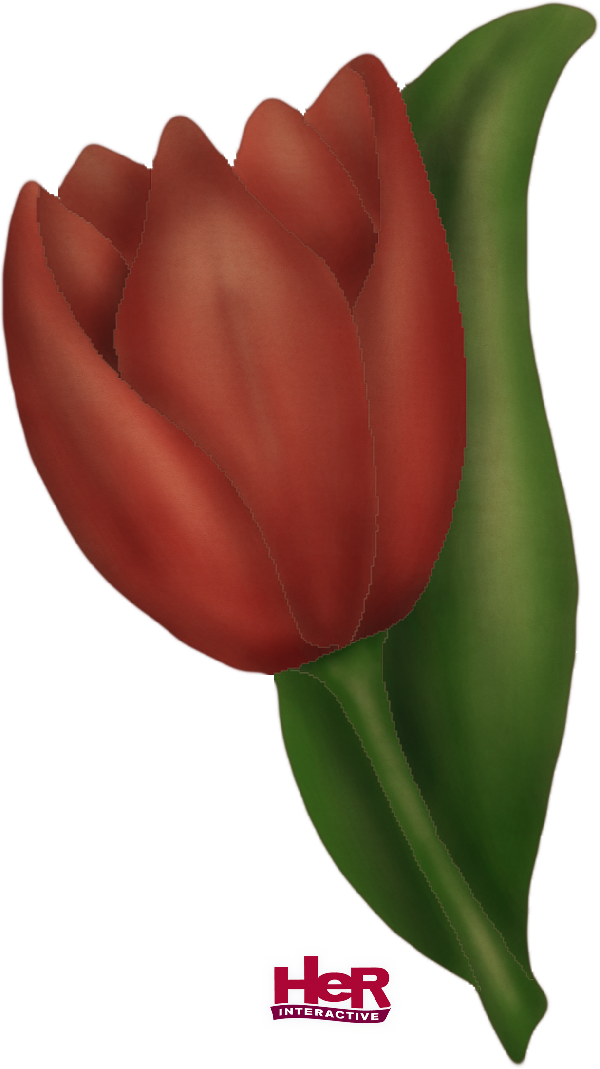 The Cake Tulip From Nancy Drew - Her Interactive (1232x2193)
