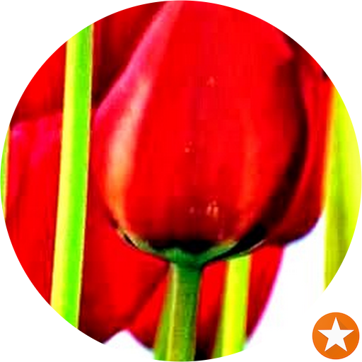 Tulip (512x512)
