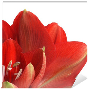 Sprenger's Tulip (400x400)