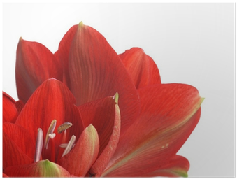 Sprenger's Tulip (400x400)