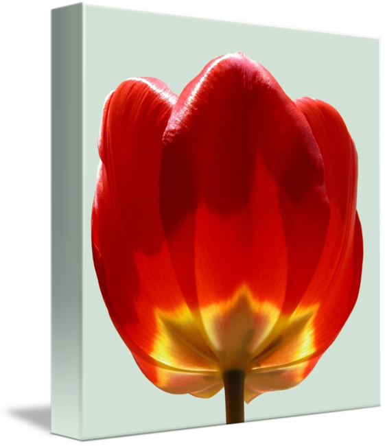 Tulip (561x650)