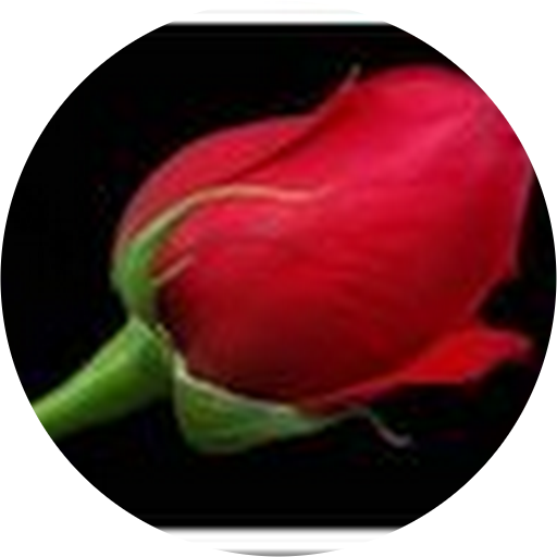 Rose (512x512)