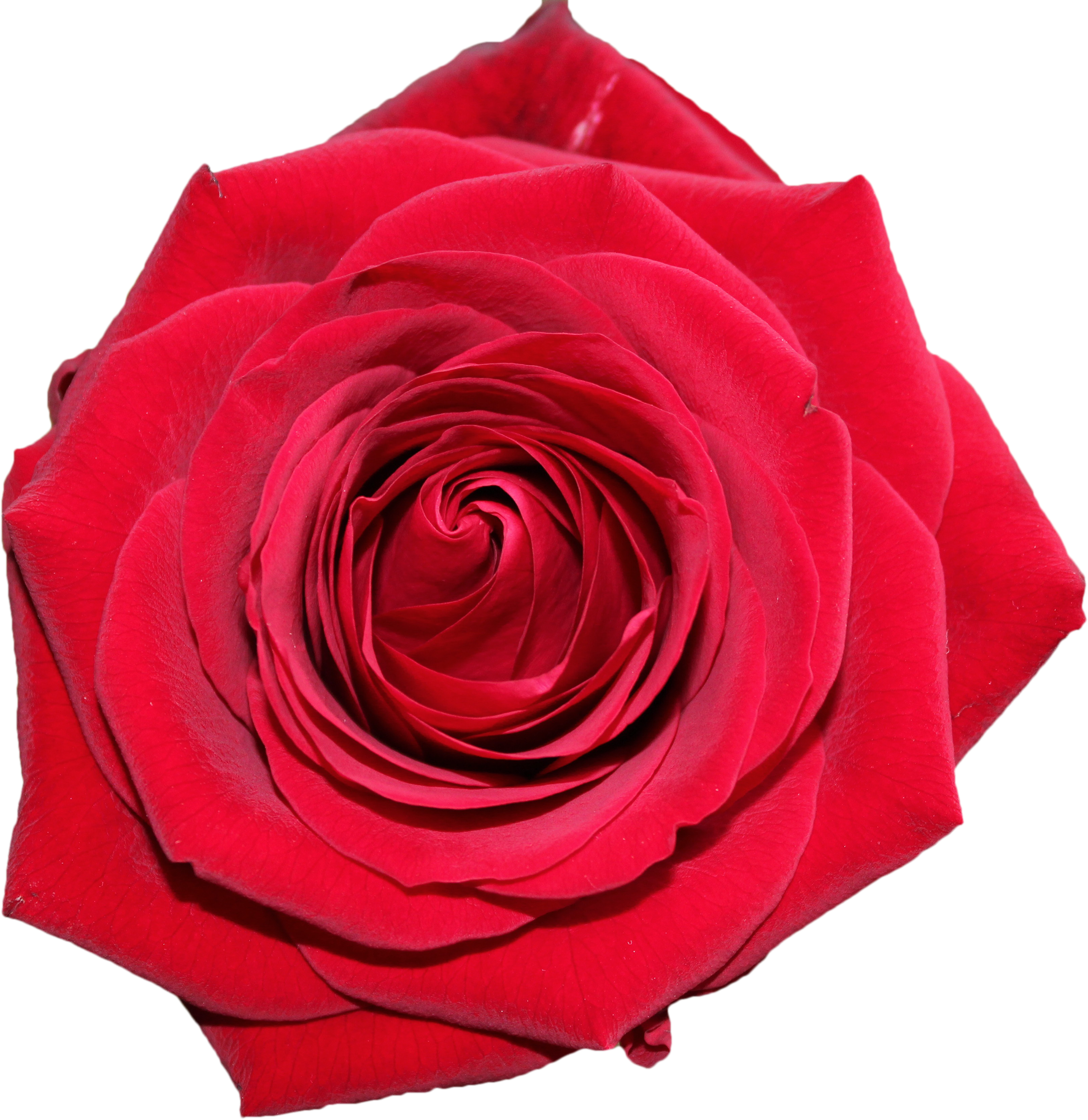 Garden Roses (2333x2401)