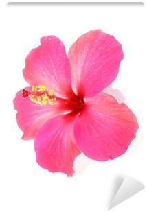 Chinese Hibiscus (400x400)