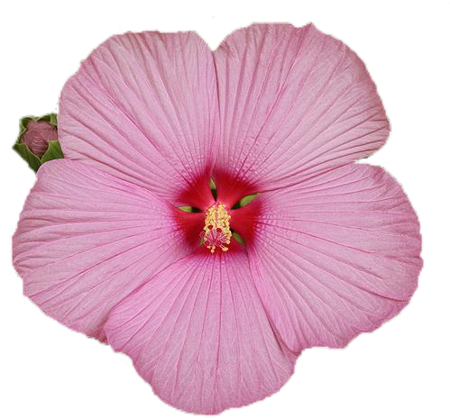 Fleurt1 - Rosemallows (500x500)
