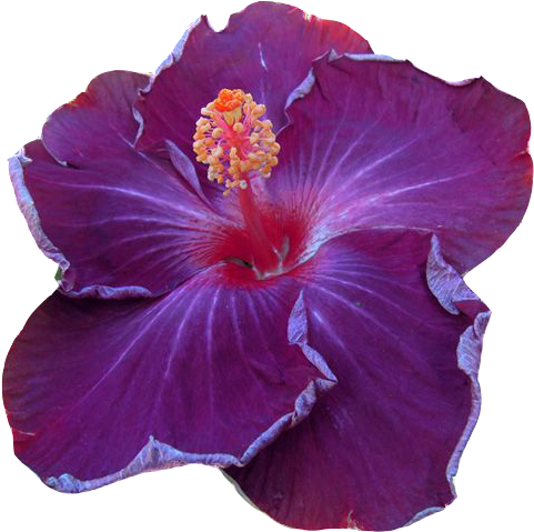 Цветы Гибискуса На Прозрачном Фоне - Chinese Hibiscus (500x500)