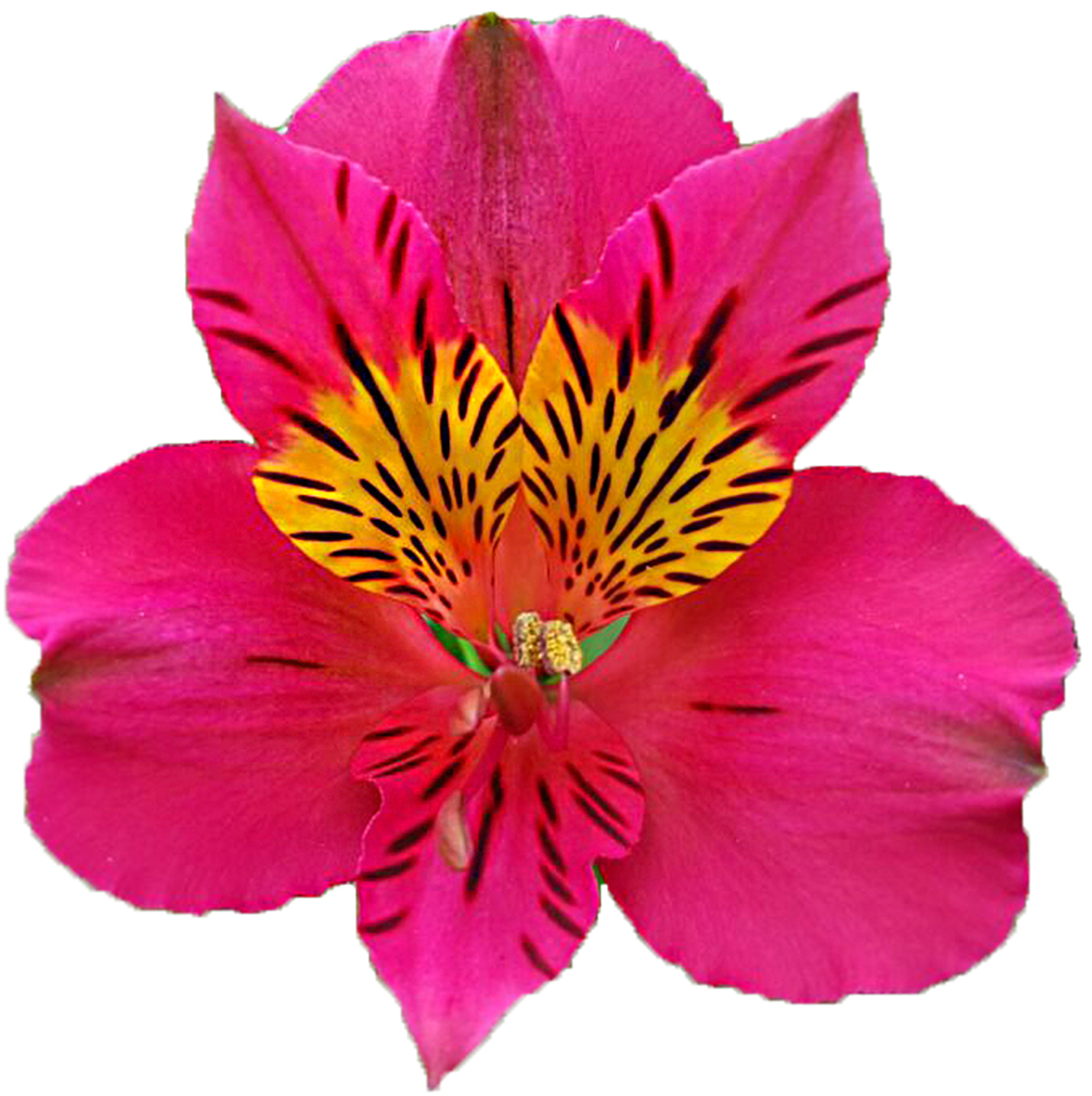 Peruvian Lily (2364x2427)
