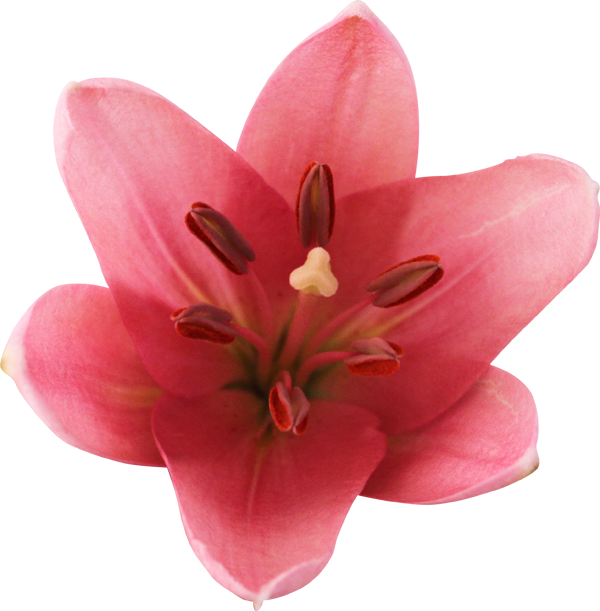 Slika - Lily (600x611)