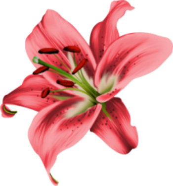 Http - Lily (350x375)