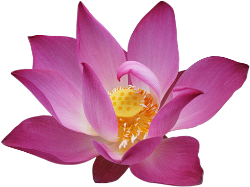Partager - - Sacred Lotus (500x384)