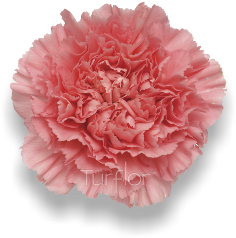 Betsy - Carnation (652x532)