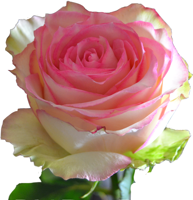 Esperance - Garden Roses (1100x1000)