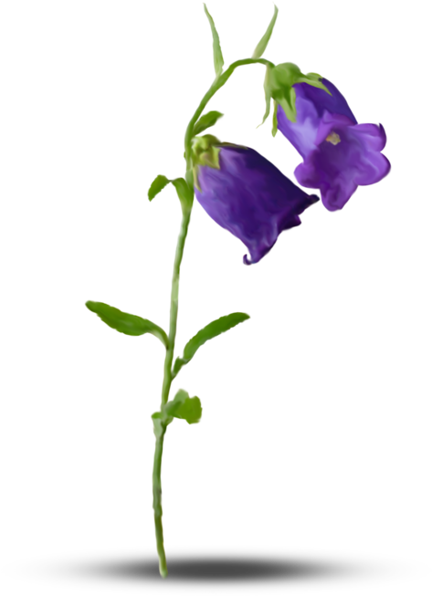 Дальше » - Flower (502x699)