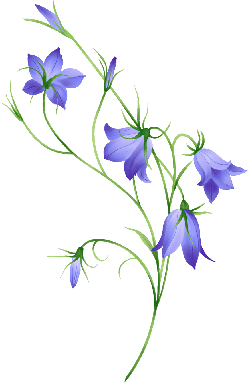 Картинки По Запросу Ирис Цветок Рисунок - Колокольчики Цветы Пнг (869x1340)