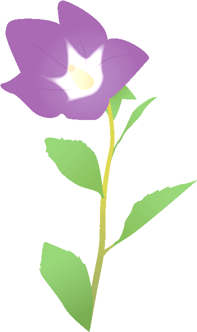 245 桔梗／キキョウ ／bellflower - 桔梗 イラスト (452x739)