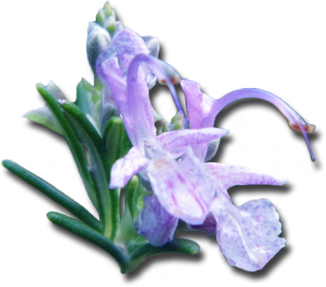   Bellflower Transparent (1302x1110)
