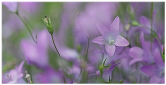 Violet (400x400)