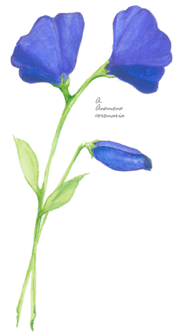 Flower Picture - Periwinkle (358x655)