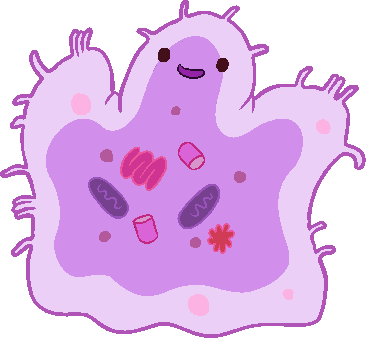 Amoeba - Protozoa (737x680)