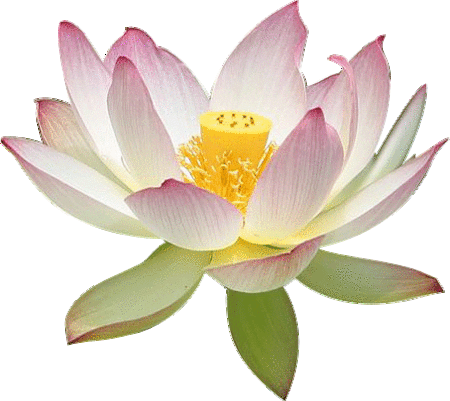 Flowers With Transparent Backgrounds (450x401)