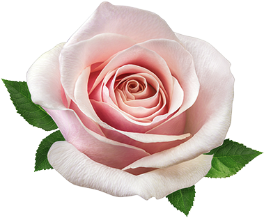 Rose - Rose (400x400)