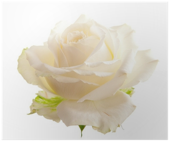 Garden Roses (400x400)