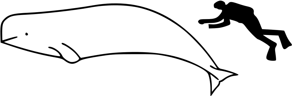 Beluga Whale How To Draw (1024x371)
