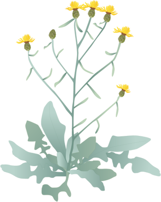 Ian Symbol Centaurea Solstitialis - Chrysanths (318x400)