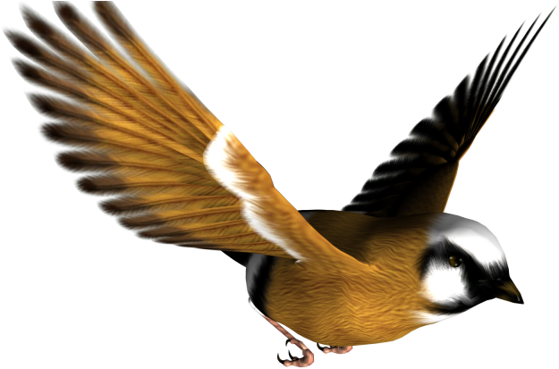 Zoom - Bird Png (640x420)