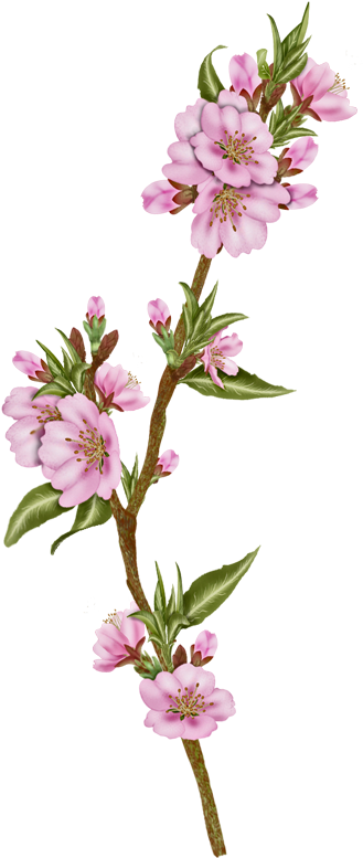 Vector Flowers, Almond - Oleander (362x812)