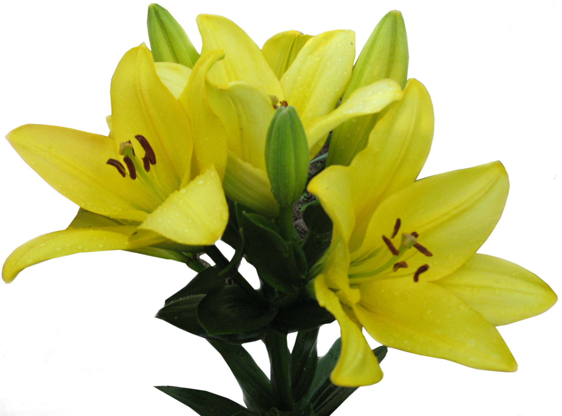 Лилии - Lily (1926x1427)