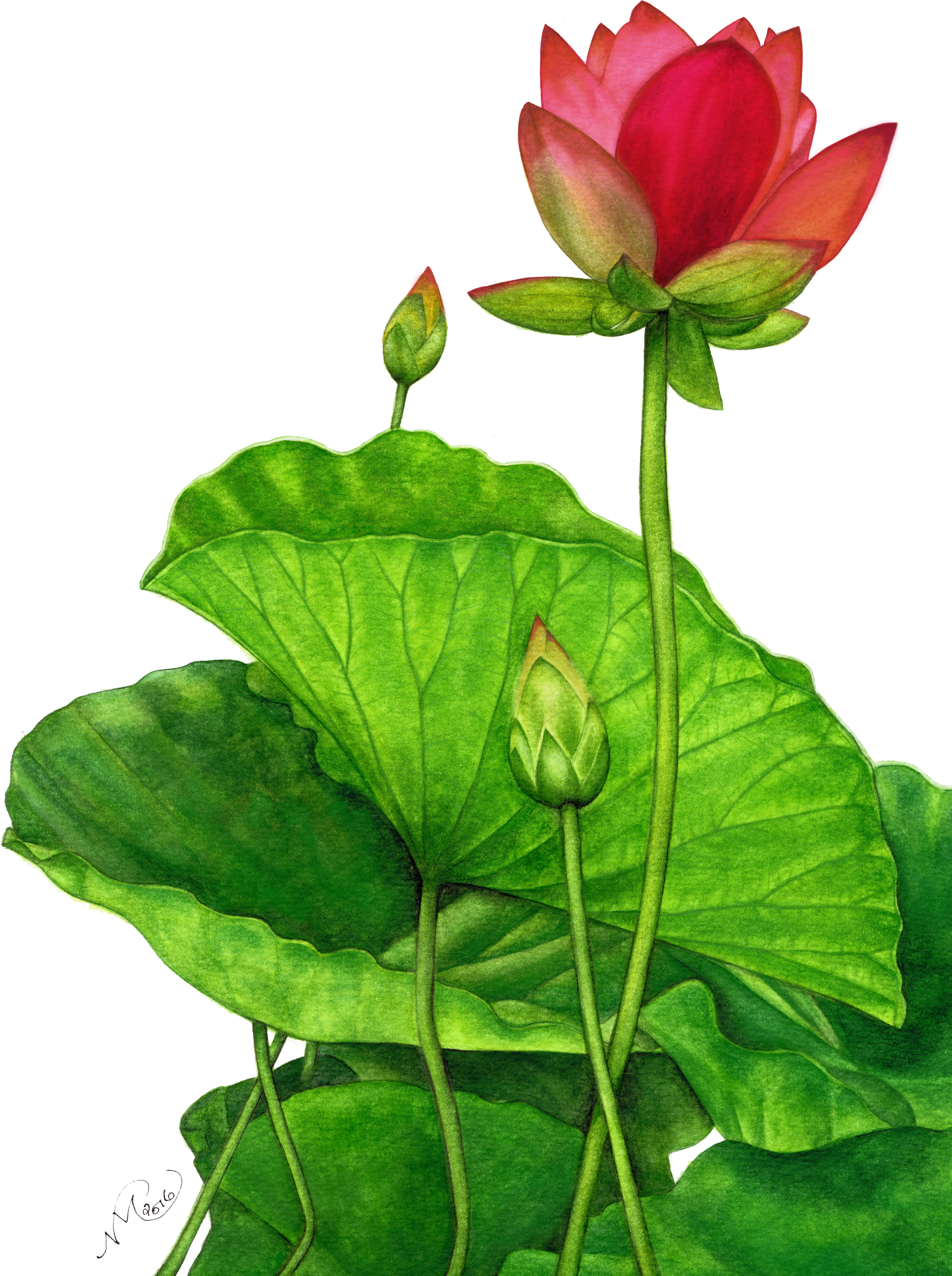   Lily (2988x4228)