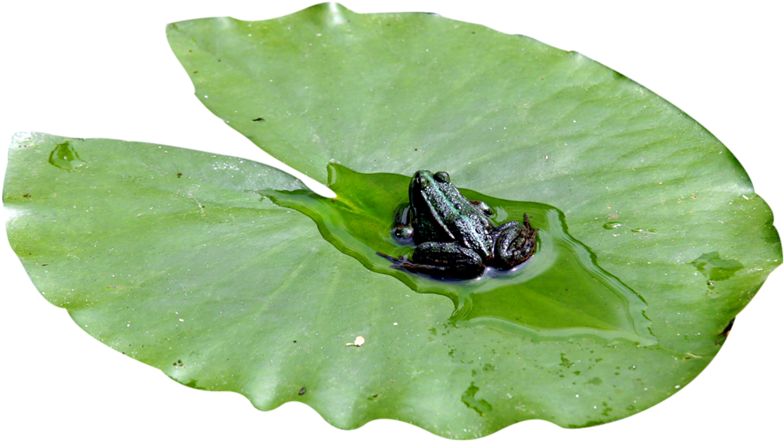 Изображение Для Плейкаста - Pacific Treefrog (800x461)