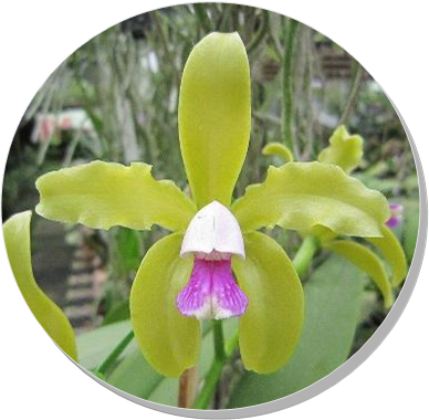 Cattleya Labiata (388x380)