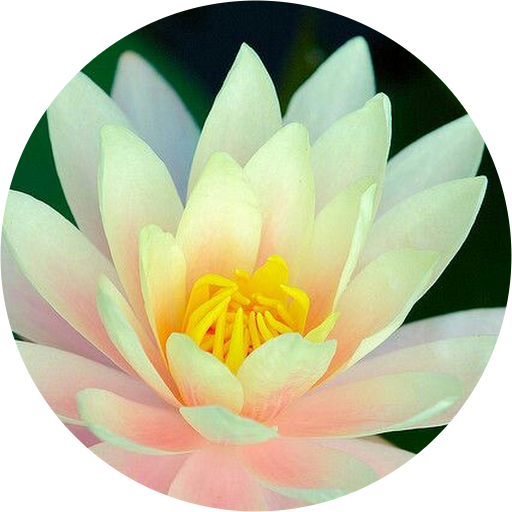 Sacred Lotus (512x512)