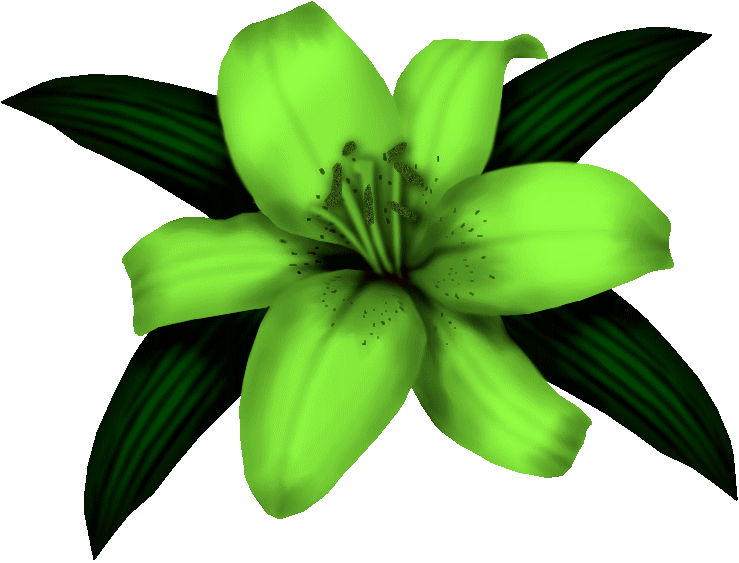 Stargazer Lily (739x563)