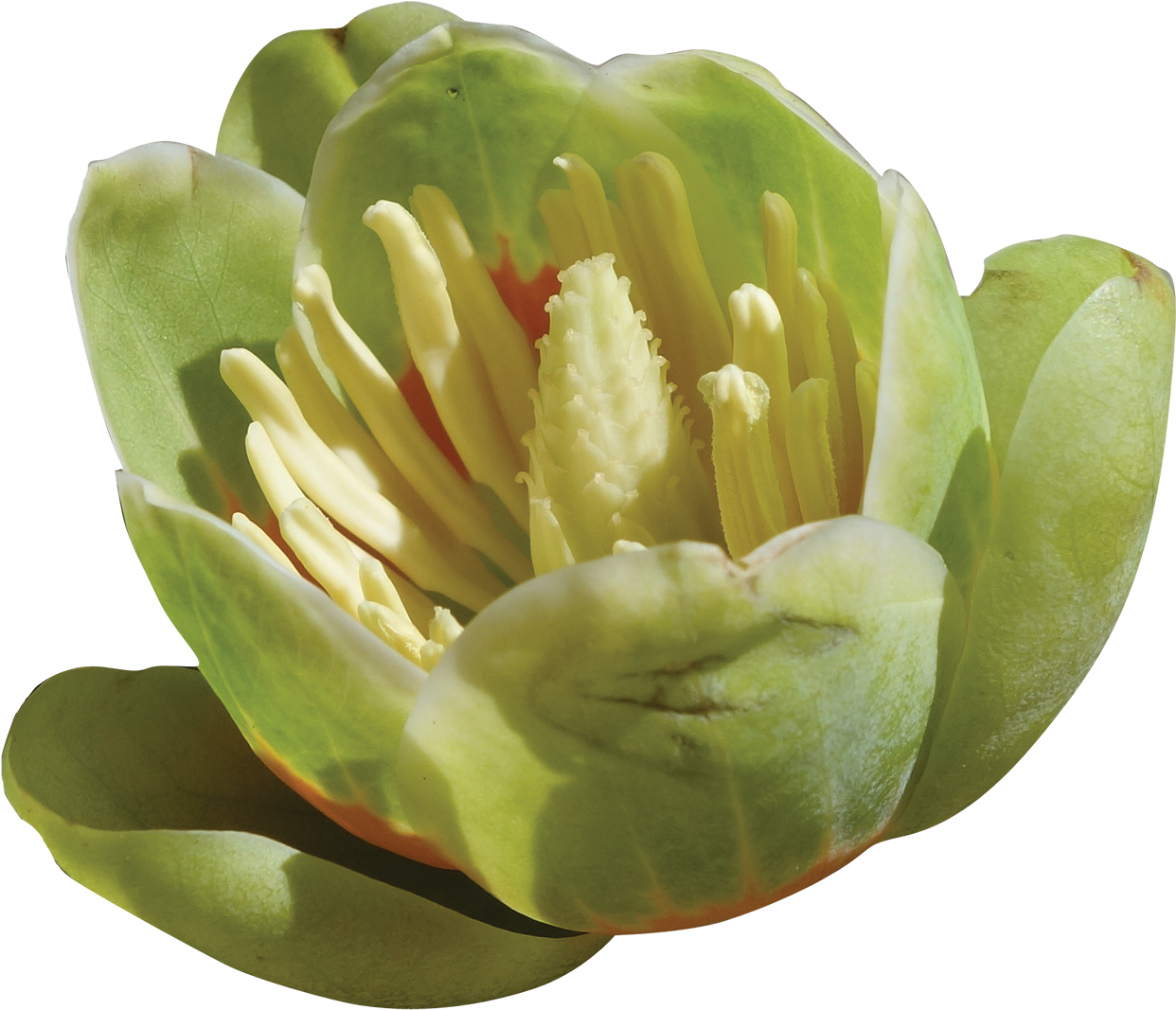 Tulip Poplar - Protea (1400x1206)