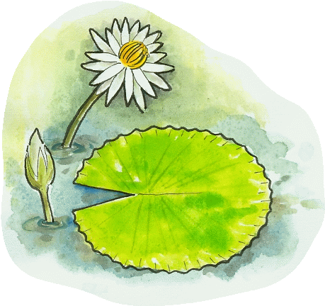 科別 - Sacred Lotus (468x442)