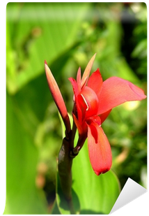 Red (400x400)