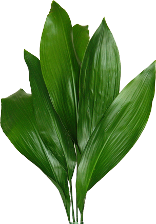 Stherlicia - Aspidistra (304x437)