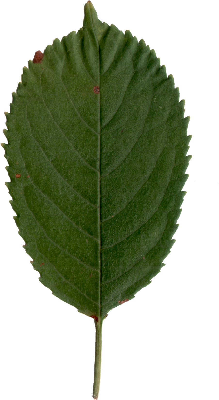 Cherry (1024x1831)