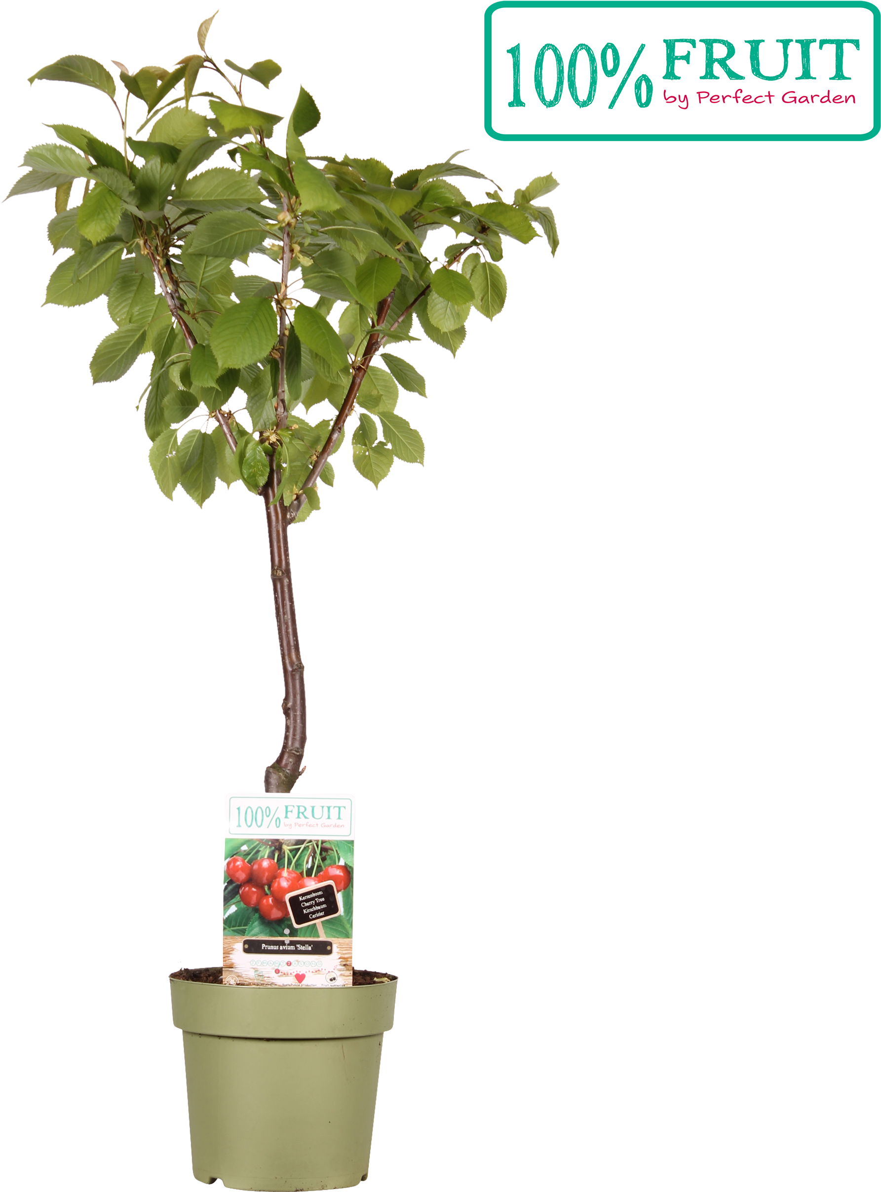 1 - Houseplant (2500x2500)