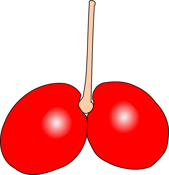 Cherry (576x598)