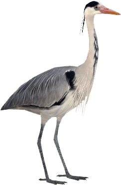 Grey Heron - Grey Heron (450x450)