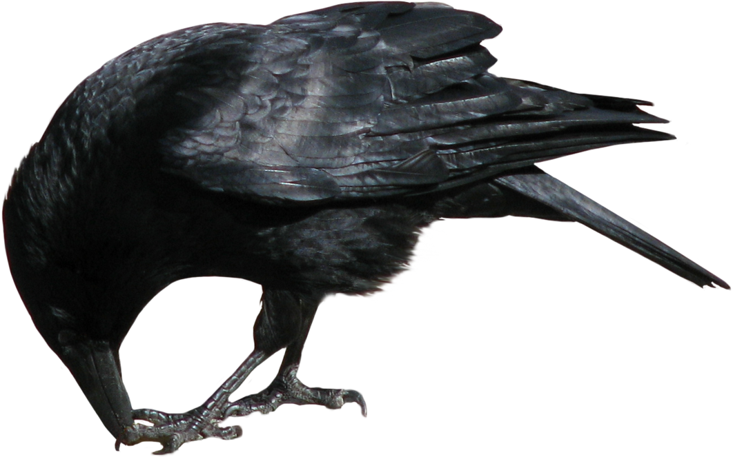Image - Crow Png (1144x698)