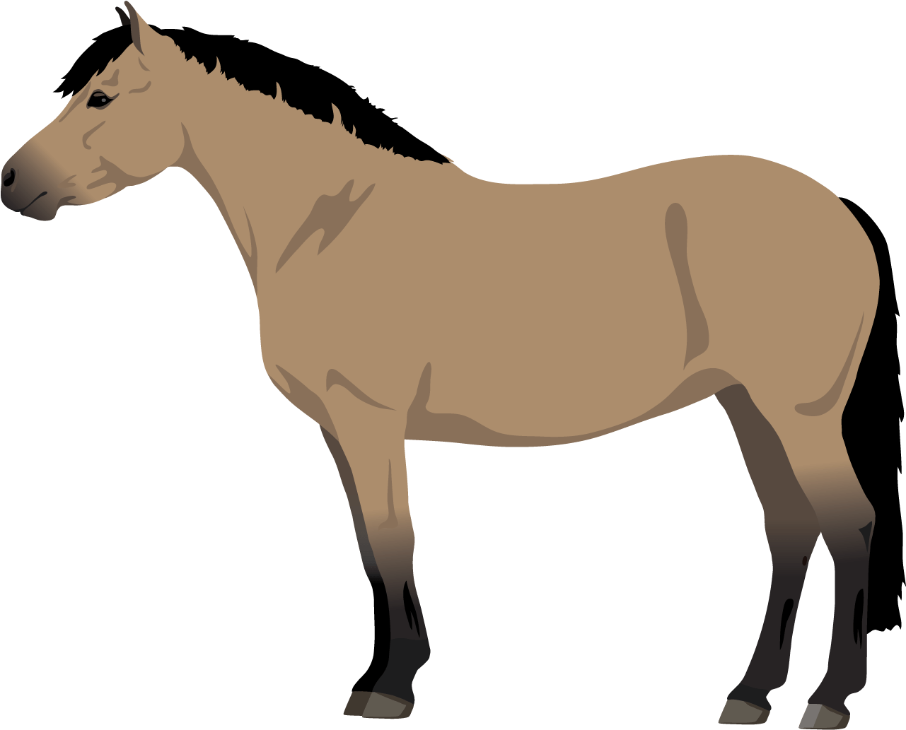 Buckskin - Grullo (1800x1400)