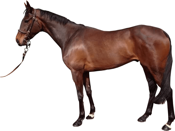 Horse With No Background (715x534)