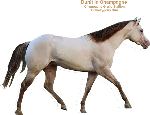 Horse (579x500)