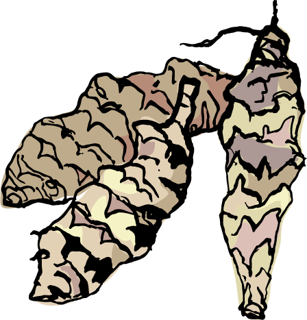 Jerusalem Artichokes - Jerusalem Artichokes (448x467)